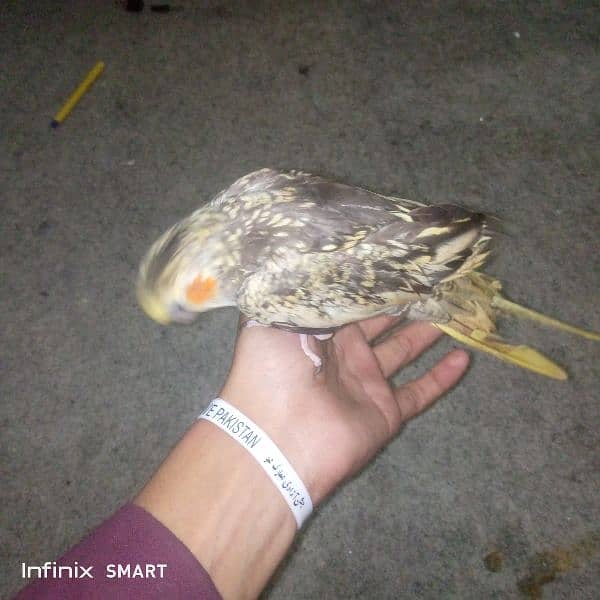 Female Cocktiel Parrot 3