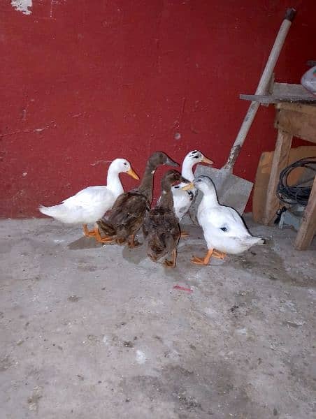 Egg laying Ducks 4