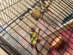 yellow conure 0