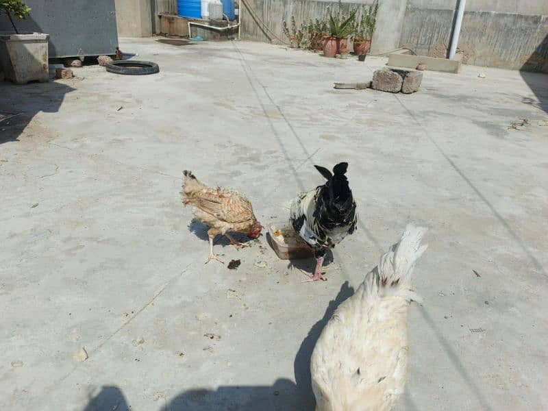 Hens Available 2