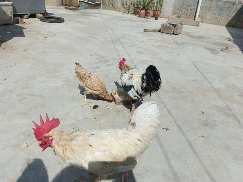 Hens Available 3