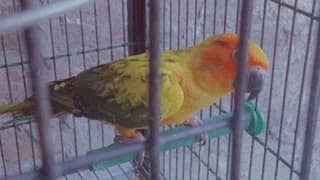 Two Sunconure Females Looking For new Shelter Age 1 Year