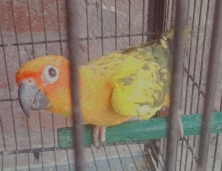 Two Sunconure Females Looking For new Shelter Age 1 Year 1