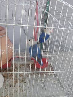 blue fesher love bird pair age 9month