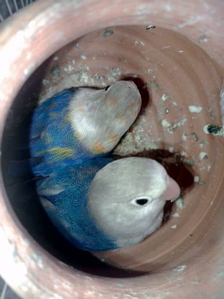 blue fesher love bird pair age 9month 1