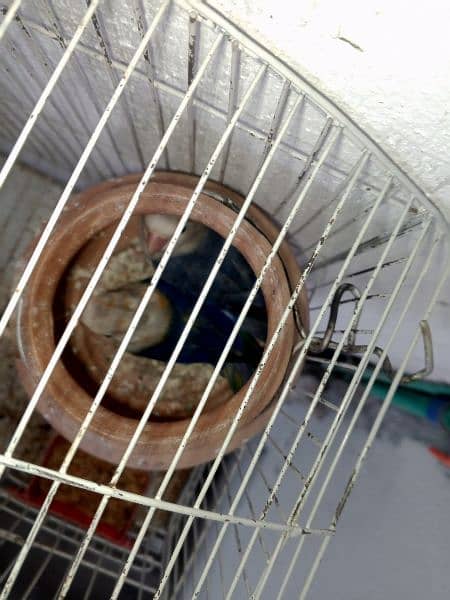 blue fesher love bird pair age 9month 3