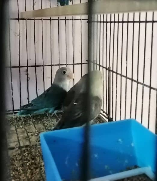 7 lovebirds for sale 1