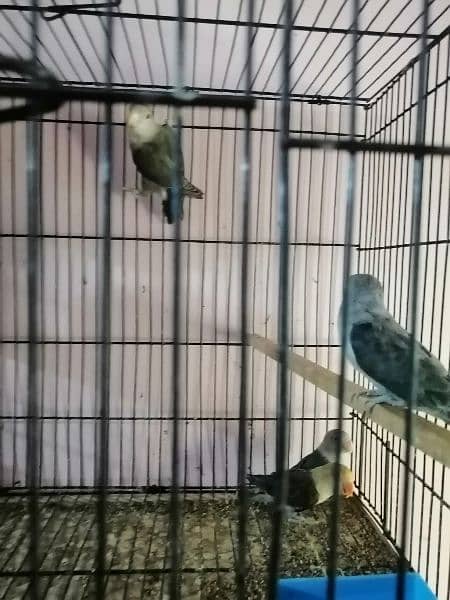 7 lovebirds for sale 3