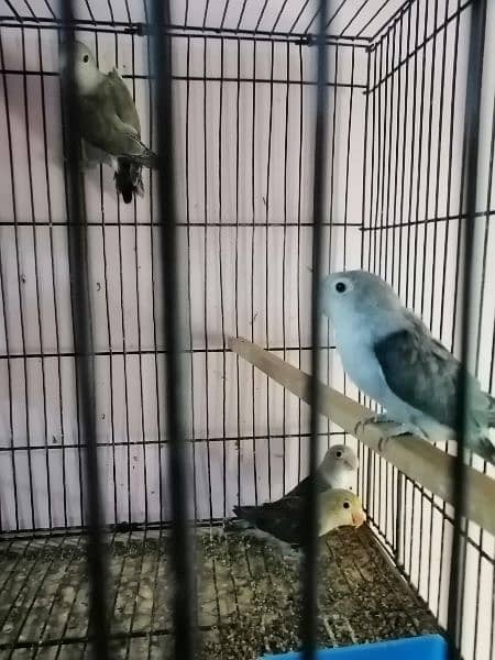 7 lovebirds for sale 6