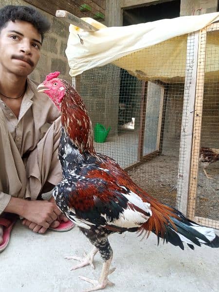 pure meainwali pholia murga for sale 3