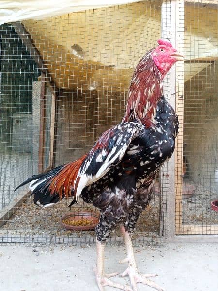 pure meainwali pholia murga for sale 9