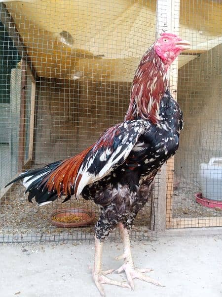 pure meainwali pholia murga for sale 10