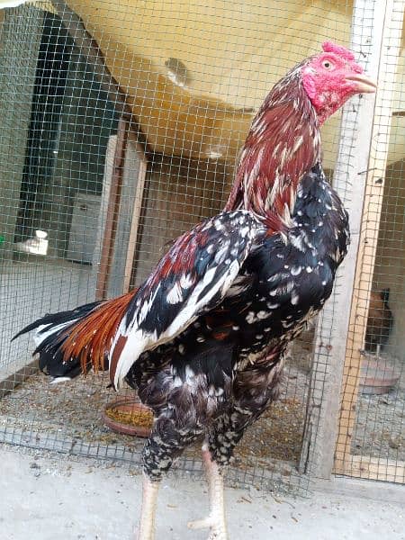 pure meainwali pholia murga for sale 12