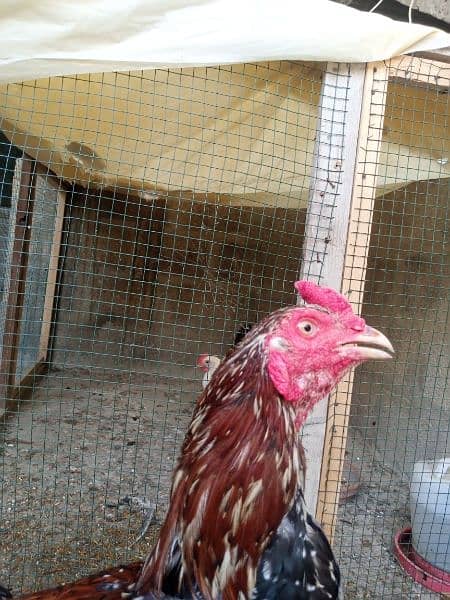 pure meainwali pholia murga for sale 17