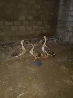 Ducks