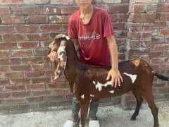 Amratsari Beetal Goat /Goat / Bakri / بکری / Goats / Pure Beetal /