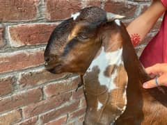 Amratsari Beetal Goat /Goat / Bakri / بکری / Goats / Pure Beetal /