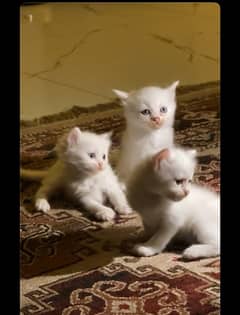 Persian Kittens Blue Eyes