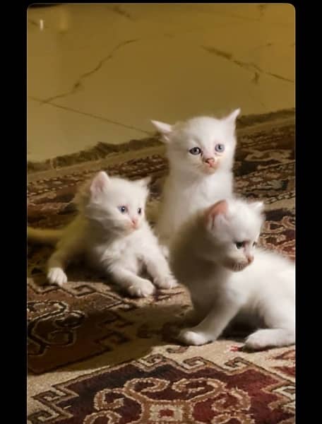 Persian Kittens Blue Eyes 0