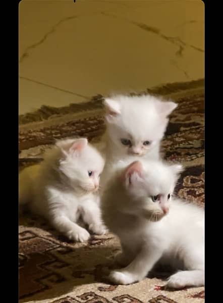 Persian Kittens Blue Eyes 1