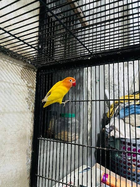 love bird with cage 1