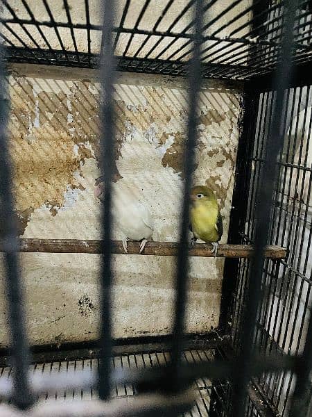 love bird with cage 7