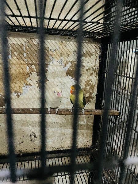 love bird with cage 8