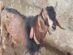 Bakra or Bakri for sale 0