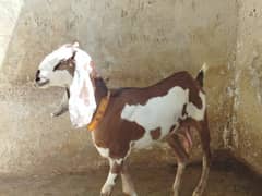 Punjab Nasal Bakri for sale 6 dant