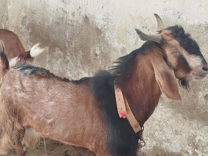 Bakra or Bakri for sale 2