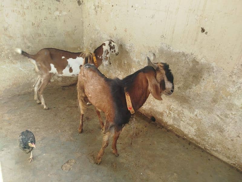 Bakra or Bakri for sale 3