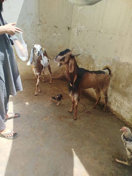 Bakra or Bakri for sale 4