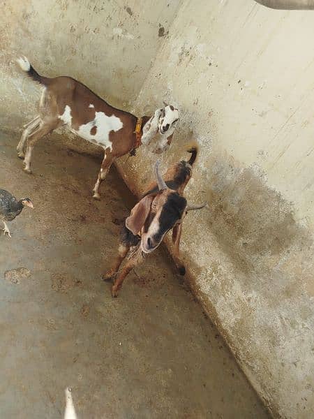 Bakra or Bakri for sale 5