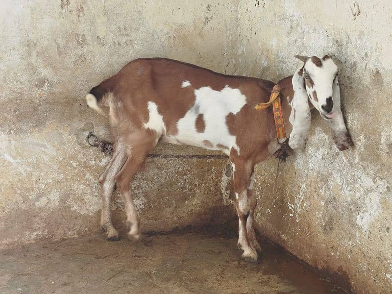 Punjab Nasal Bakri for sale 6 dant 1