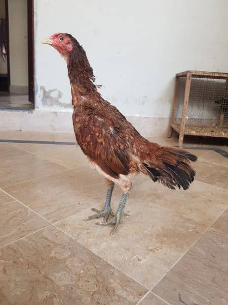 pure burmi female 03244182590 1