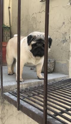 pug male