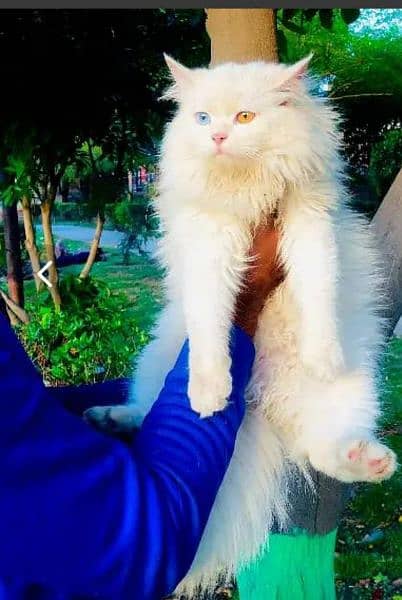 Punch face triple Cote kitten cat male feamle 15