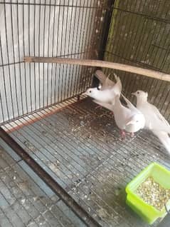 Fancy Crested Doves active and healthy