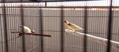 Exhibition red eye gouldians