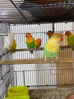 lovebirds breeder and adults pairs for sale