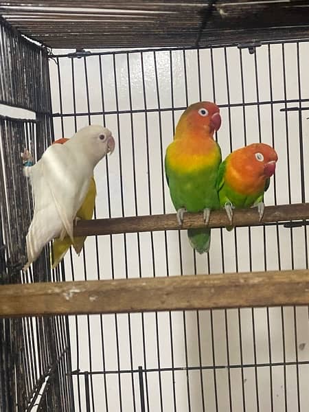 lovebirds breeder and adults pairs for sale 1