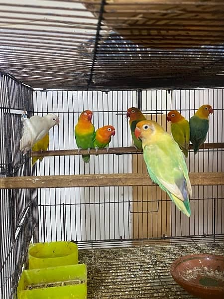 lovebirds breeder and adults pairs for sale 2