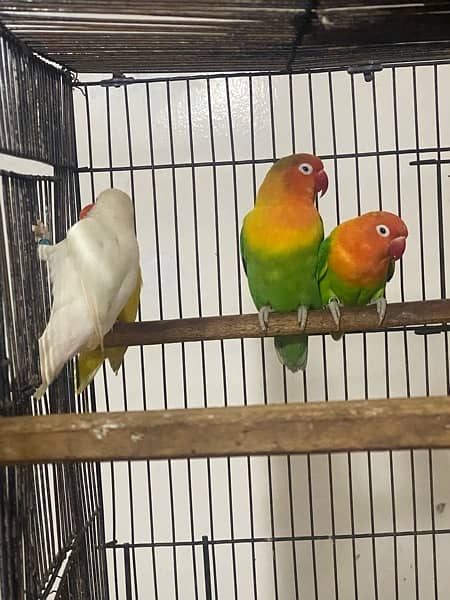 lovebirds breeder and adults pairs for sale 3