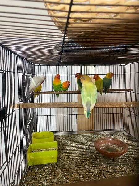 lovebirds breeder and adults pairs for sale 4