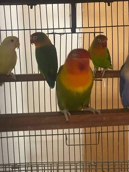 lovebirds breeder and adults pairs for sale 5