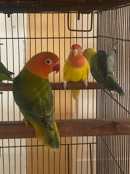 lovebirds breeder and adults pairs for sale 6