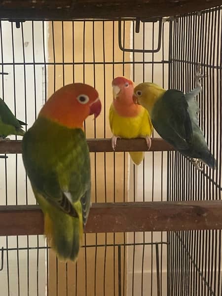 lovebirds breeder and adults pairs for sale 7