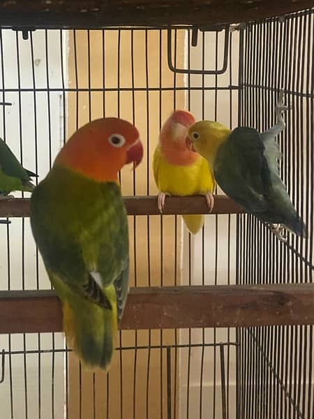 lovebirds breeder and adults pairs for sale 8