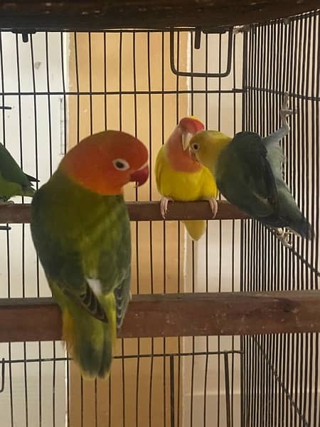 lovebirds breeder and adults pairs for sale 9