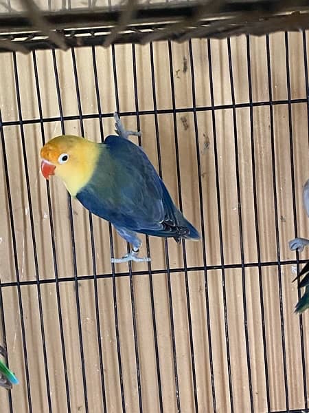 lovebirds breeder and adults pairs for sale 10